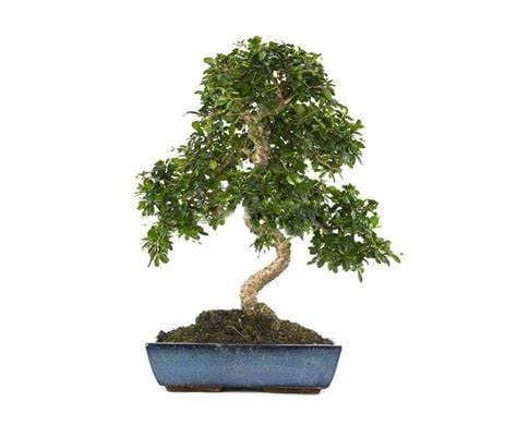 Ficus carmona (Microphylla)